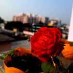 a red rose in a yellow vase on a table