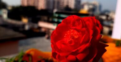 a red rose in a yellow vase on a table