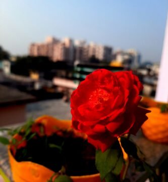 a red rose in a yellow vase on a table